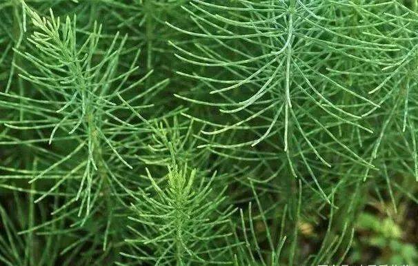 1种"公母草",又叫缺德草,有人不喜欢,有人靠它"致富"了