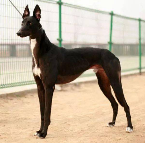 9,格力犬