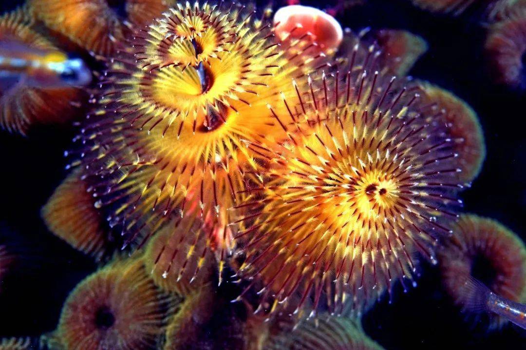 圣诞树管虫(christmas tree worms)