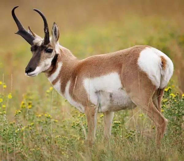 速度最快的狗十大排名 b1060021d7c346269e59dbcbc1c80a62.jpeg