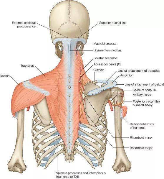 学习斜方肌解剖