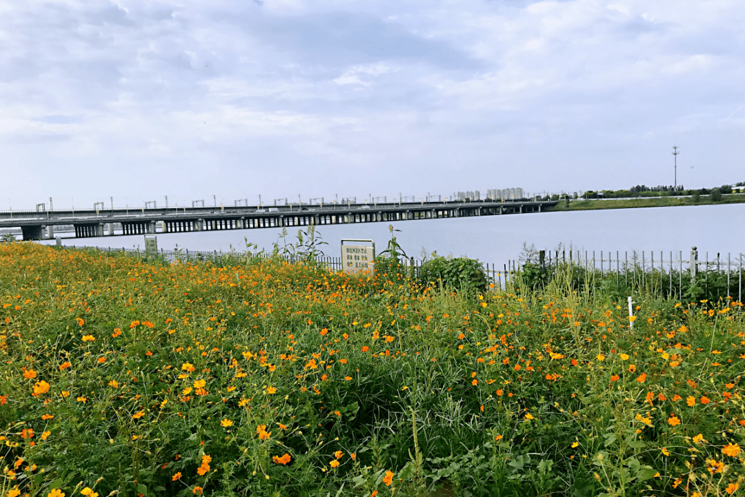 工程位于滹沱河市区段上游, 起于黄壁庄水库大坝,止于中华大街,长约