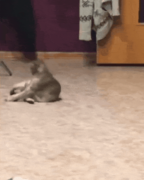 猫: