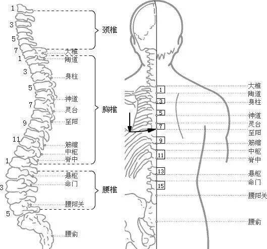 [定位]在后正中线上,第7颈椎棘突下凹陷中.