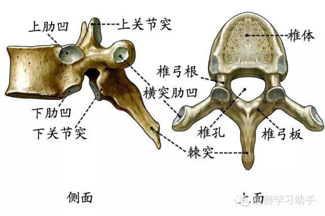 腰椎承重体最大,棘突后伸宽又扁胸椎连肋有肋凹,棘突叠瓦下斜尖颈椎