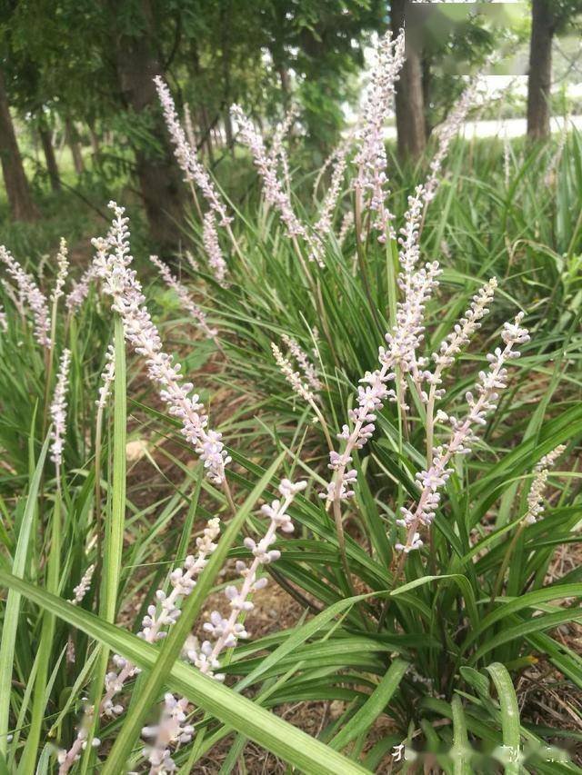 书带这种小草,得名已久