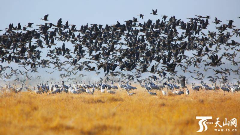 开云客户端app下载：
生态连续改善 大群灰鹤留在新疆越冬