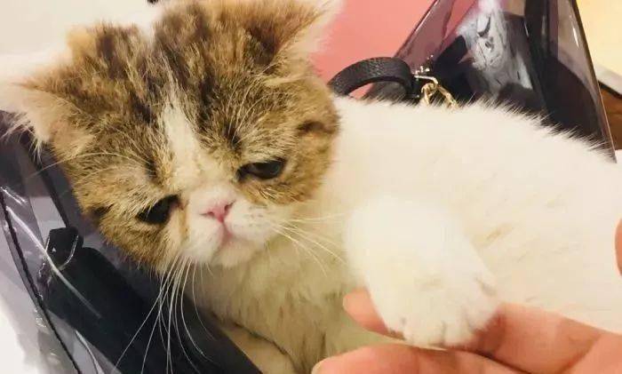 猫咪怎么才能让它安静下来 844dfe74cf784c1ab5b99aabeffee45d.jpeg