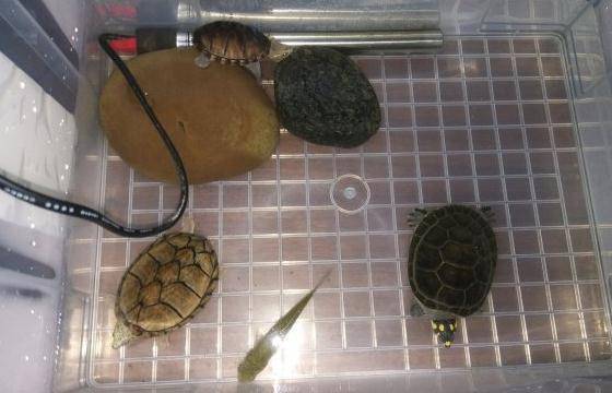 探秘梦境深处，梦见自己家里的乌龟爬出水缸的寓意解析