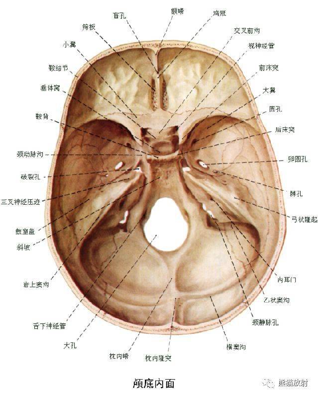 颅面颈部(颅面骨,眼眶,腮腺等)详细解剖图谱