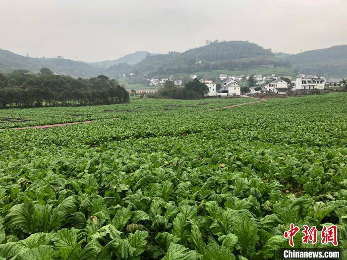 重庆涪陵榨菜年产值达120亿元成地方重要产业支撑