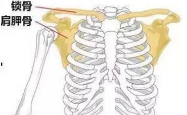 胸锁关节和肩锁关节使肩胛带产生运动.
