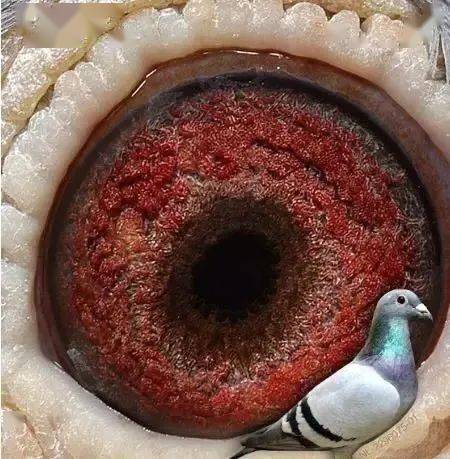 鸽眼是打造神奇小鸟的基础
