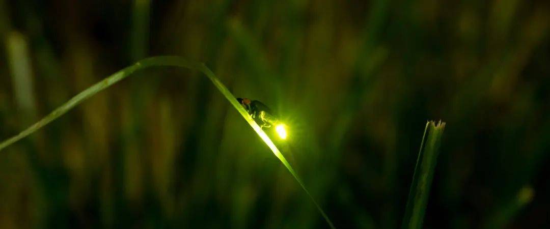 【自然】提着灯笼的"小精灵":萤火虫靠什么发光?_手机