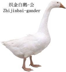 eafcc0fa4a52495cb77f16ce8d471e05.jpeg