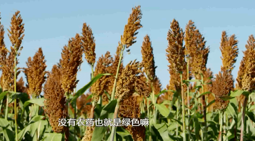 成都红高粱人均消费_红高粱九儿图片(3)