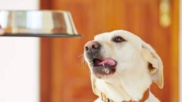 狗为啥不能吃牛肉 194c558cf7b84791ae114b0a45d0a4ab.jpeg