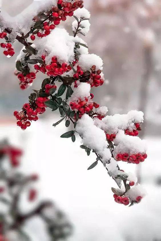 一场大雪,飘进了唐诗宋词_梅花