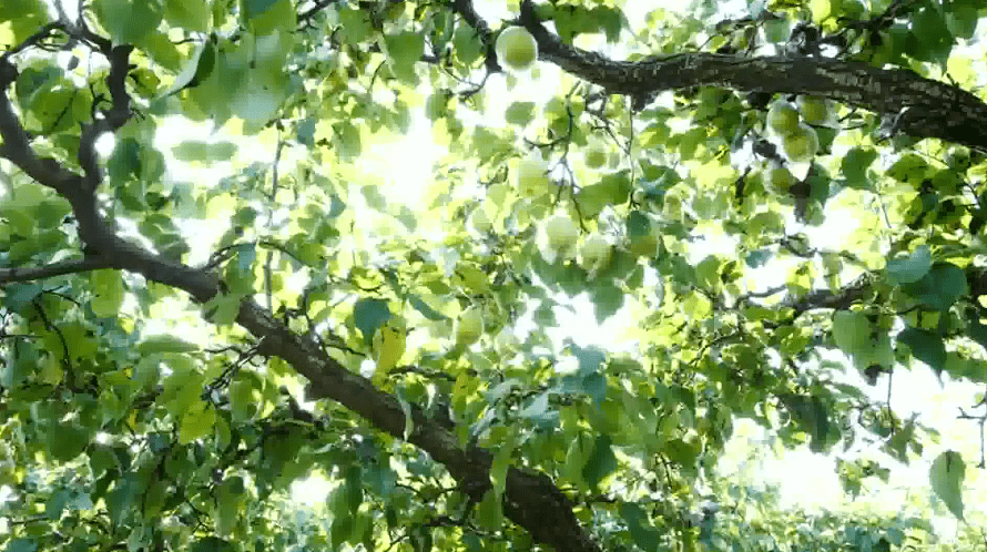 树是从哪里来的种子 3ae25f1f7e2944fbbac435efc0164367.png