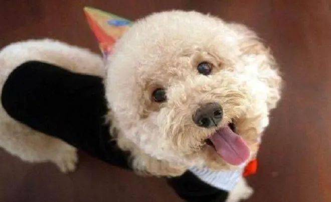 怎么教狗狗恭喜的动作 4eb27c25526643a6a2f532ce71b63a8b.jpeg