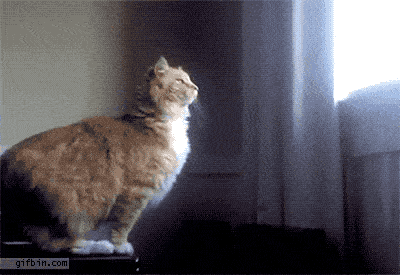 8d8ab9be906940f7b8f6541121c9fc33.gif