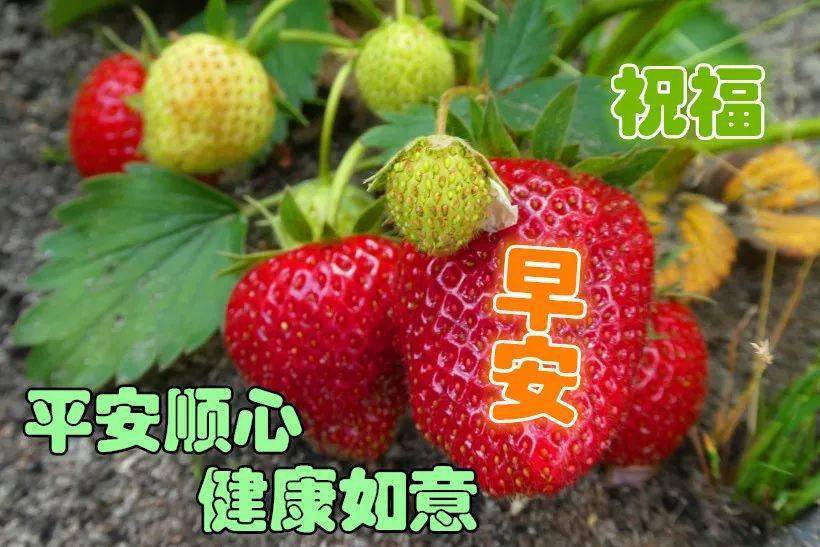 早上好问候美图,早安问候语句.