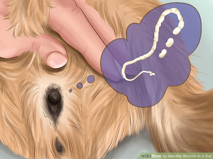 猫咪最常感染的5种寄生虫