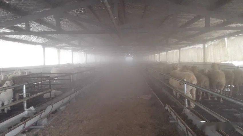 冬季羊圈消毒,养殖新手们应该如何做?