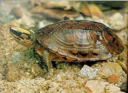 三线闭壳龟丨闻名天下的真·金钱龟