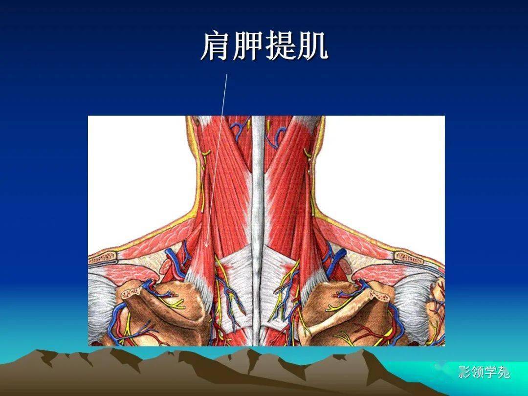 颈椎精细解剖及相关疾病影像表现