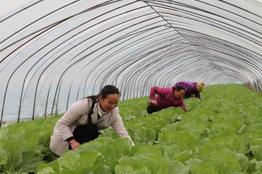 临泉县2021人口有多少(3)