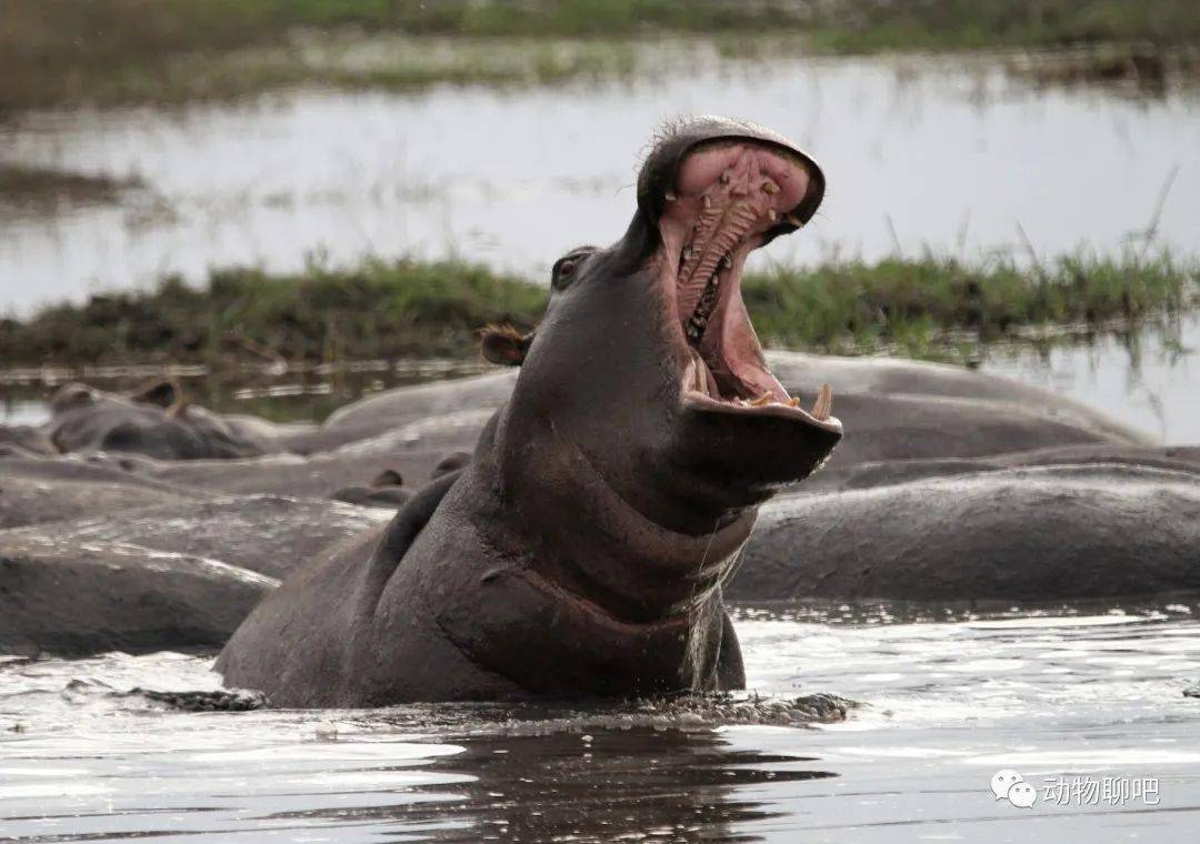 地球上嘴巴最大的5种动物,真正的倾盆大口