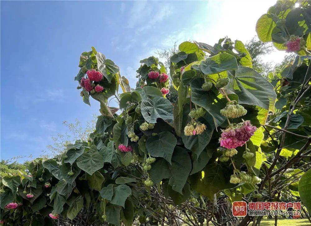 南宁鲜花盛放！元旦假期最后一天，抓紧时间去赏花！