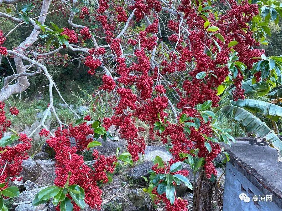 太美了!高州马贵周坑一棵树上挂满了红彤彤的果实,万紫千红过新年