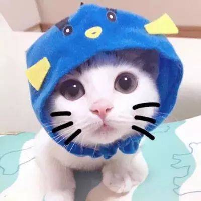 动物系微信qq头像!