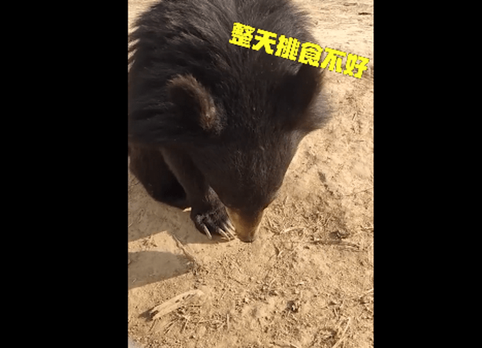 黑熊宝宝挑食被训（图）