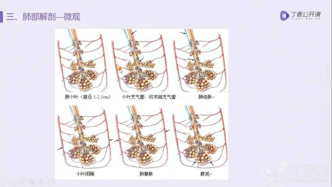 (肺小叶结构示意图)