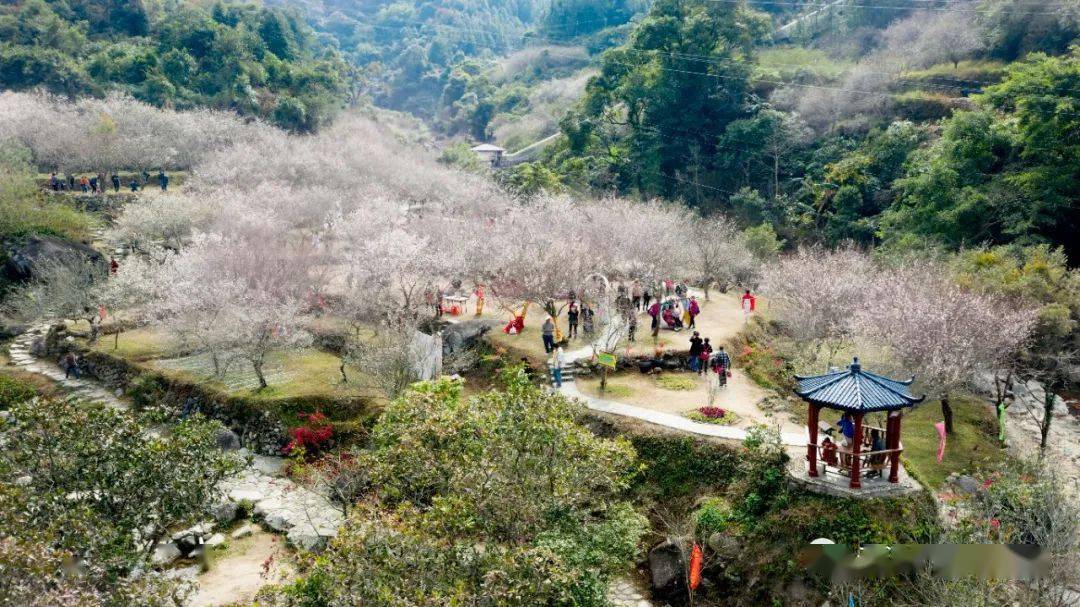梅花开满枝头在新兴县多个地方寒风中,人们惊喜地发现,梅花悄然开放啦