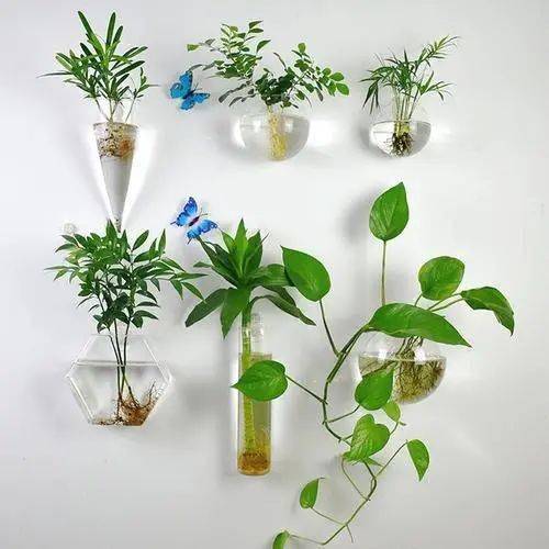 下面绿化君就整理了最常见的几种水培植物养护经验与方法,提供给花友
