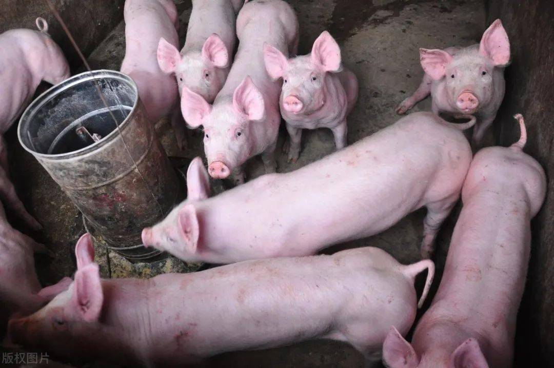 现在生猪价格是多少钱一公斤 dbfdcdf7ba144a669637ab6213c38b40.jpeg