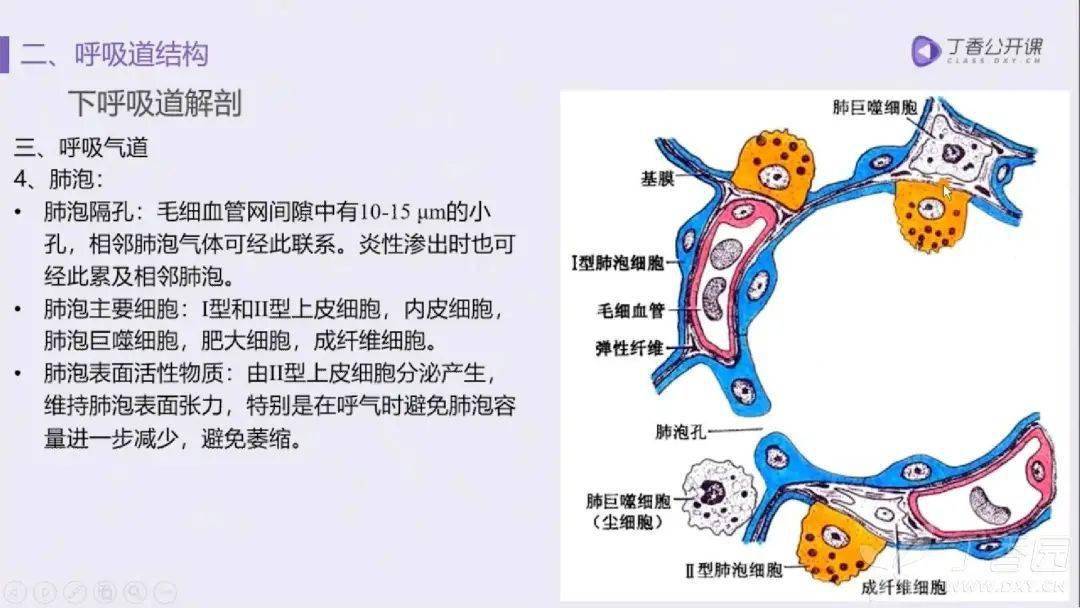 肺的五叶十八段解剖基础及 ct 病灶识别要点