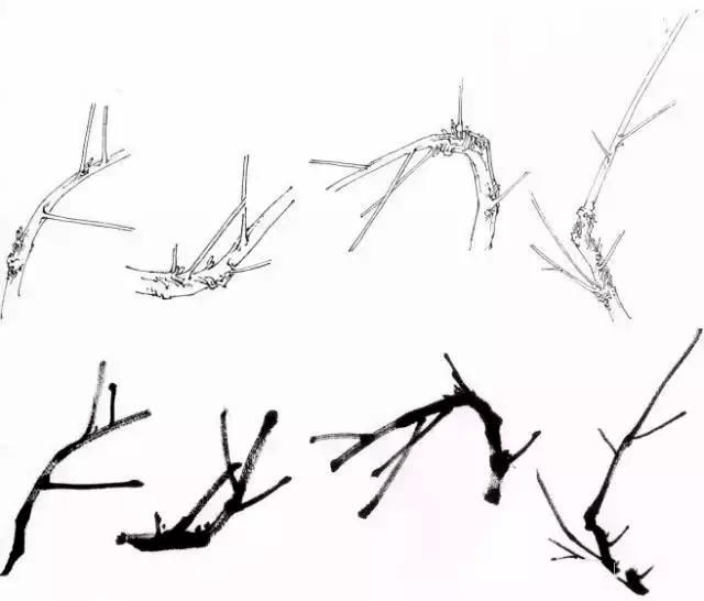 梅花枝干呈灰褐色,多纵驳纹,每节着花一至二朵,花瓣五枚,除常见的单