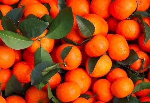 砂糖橘产业持续低迷,连"节日效应"都拯救不了的砂糖橘
