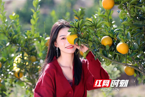 组图｜衡阳市珠晖区：橘柚熟了 游客来了 果农笑了