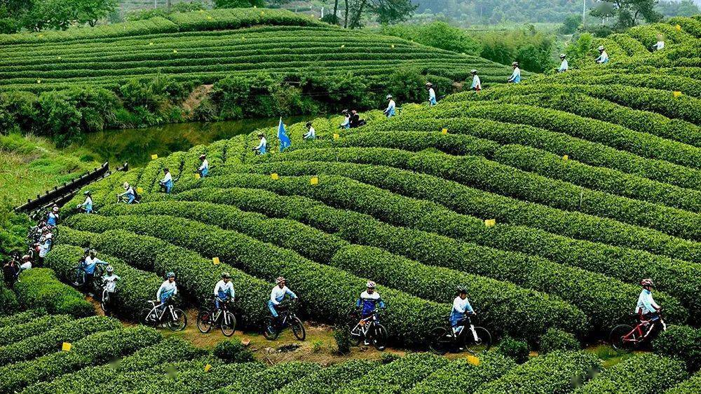 大木山骑行茶园