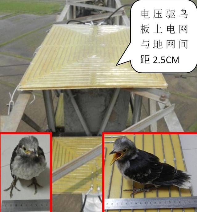 鸟害威胁电网安全,感应电压方法可有效驱鸟