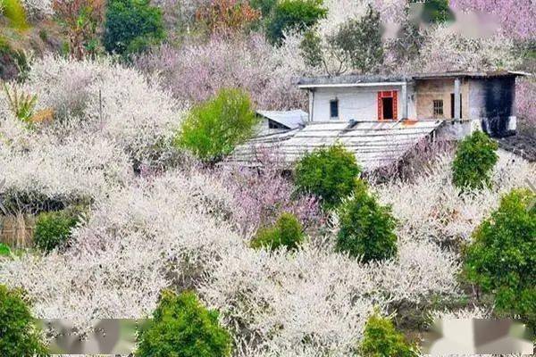 1月910梁化梅园惠东千亩香雪盛开1天活动