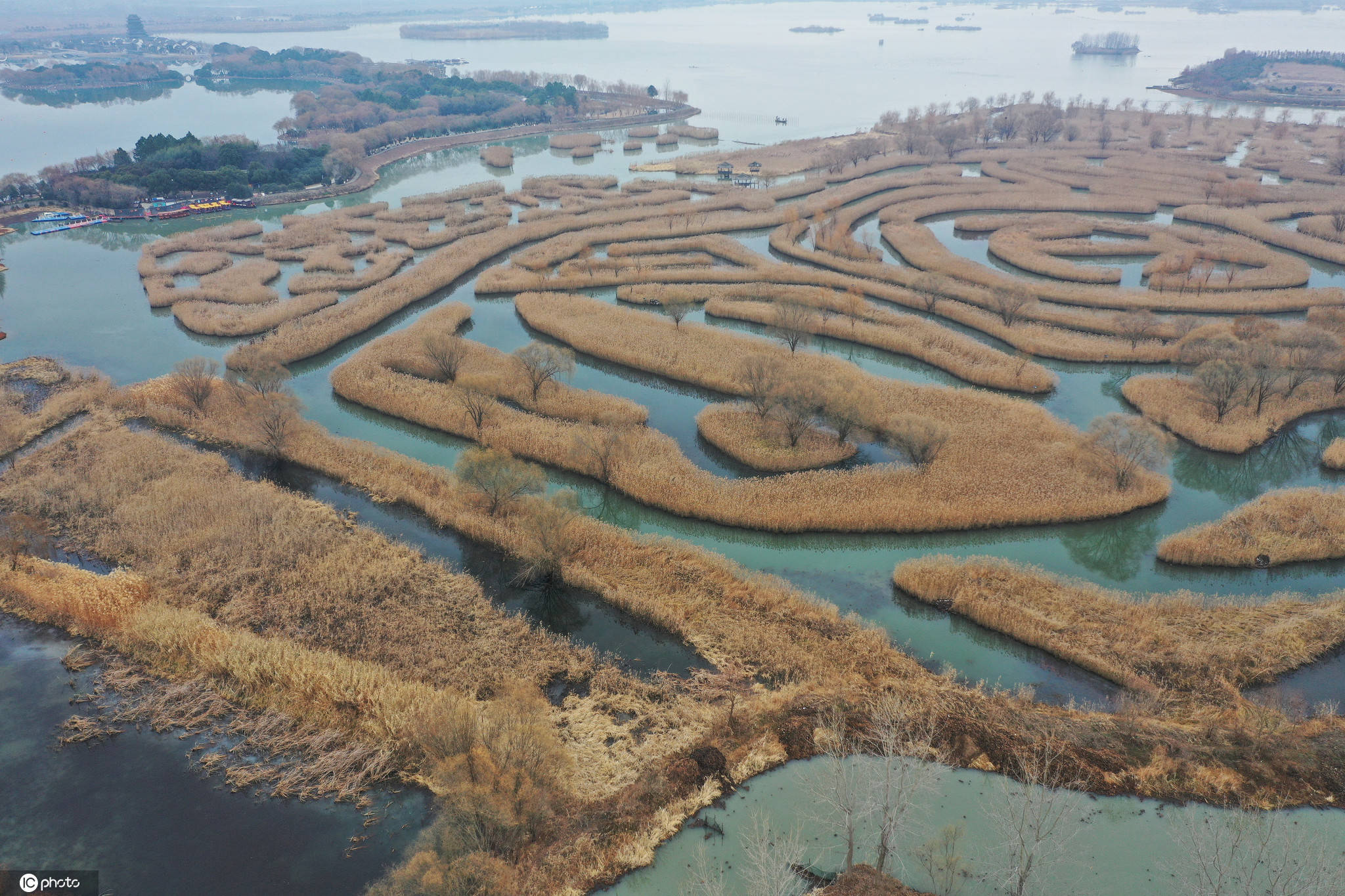 江苏盐城：芦荡迷宫景色迷人 是中国最大水上芦苇迷宫