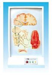 规格|味觉传导通路电动模型-上海宸博