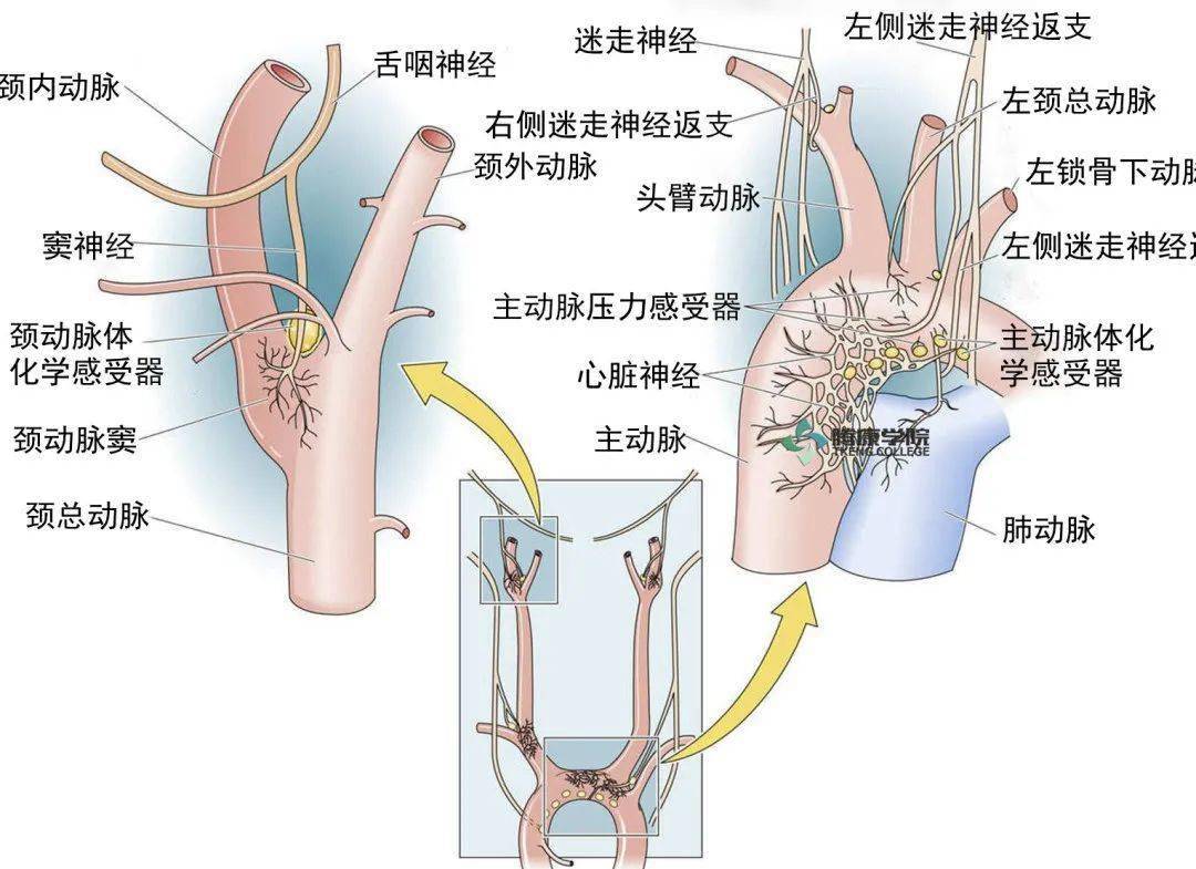 呼吸调节(颈动脉体与主动脉体化学感受器)正常情况下,喘息中枢受长吸